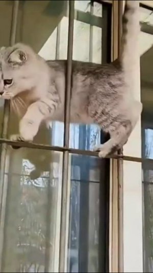 Смешные коты #67-10