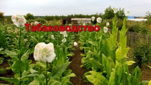 Табаководство: Укрытие соцветия табака.