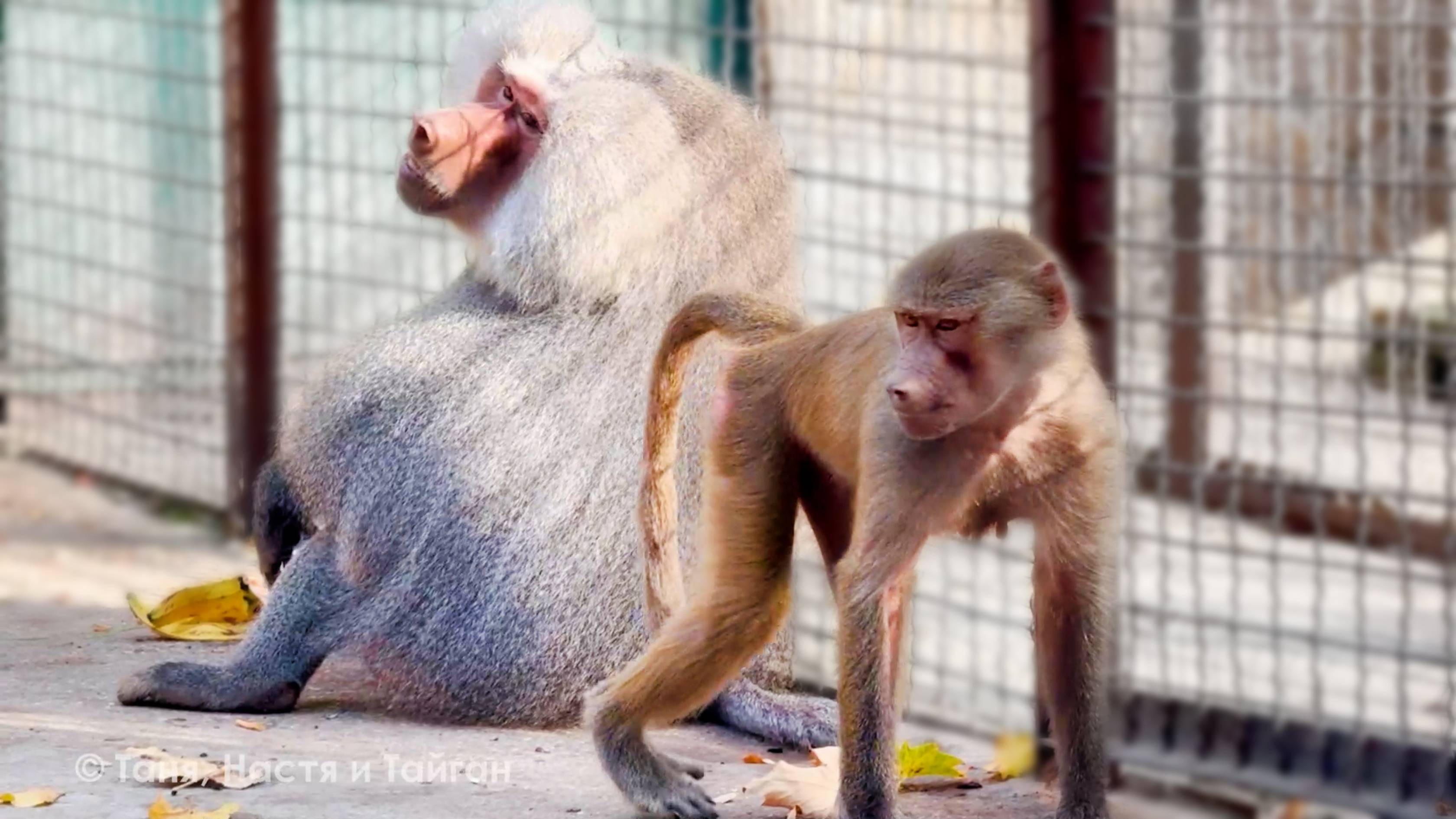 ТАКОГО не делает НИ ОДИН САМЕЦ! Елисей - УНИКАЛЬНЫЙ ГАМАДРИЛ! Мы поражены! У Люси и Лиды супер вожак смотреть онлайн