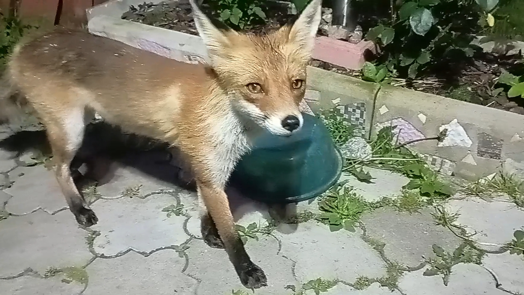 (1071) Лиса приходит в гости. Июль 2025 смотреть онлайн