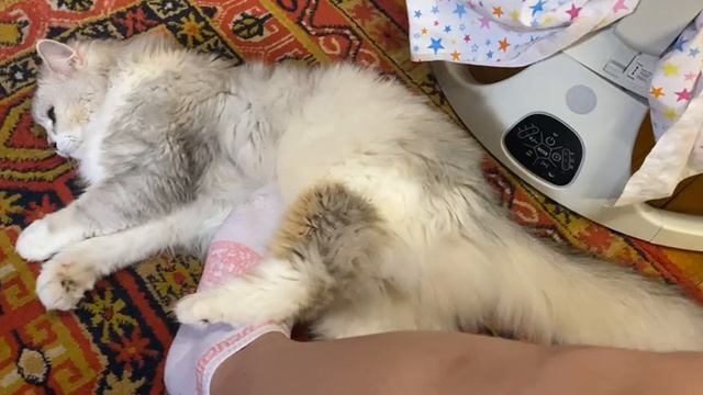 Тайны пушистой загадки