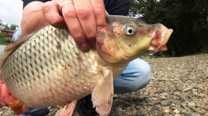 Рыбалка в черте г. Барнаула. Сазан и подлещик на донную снасть.