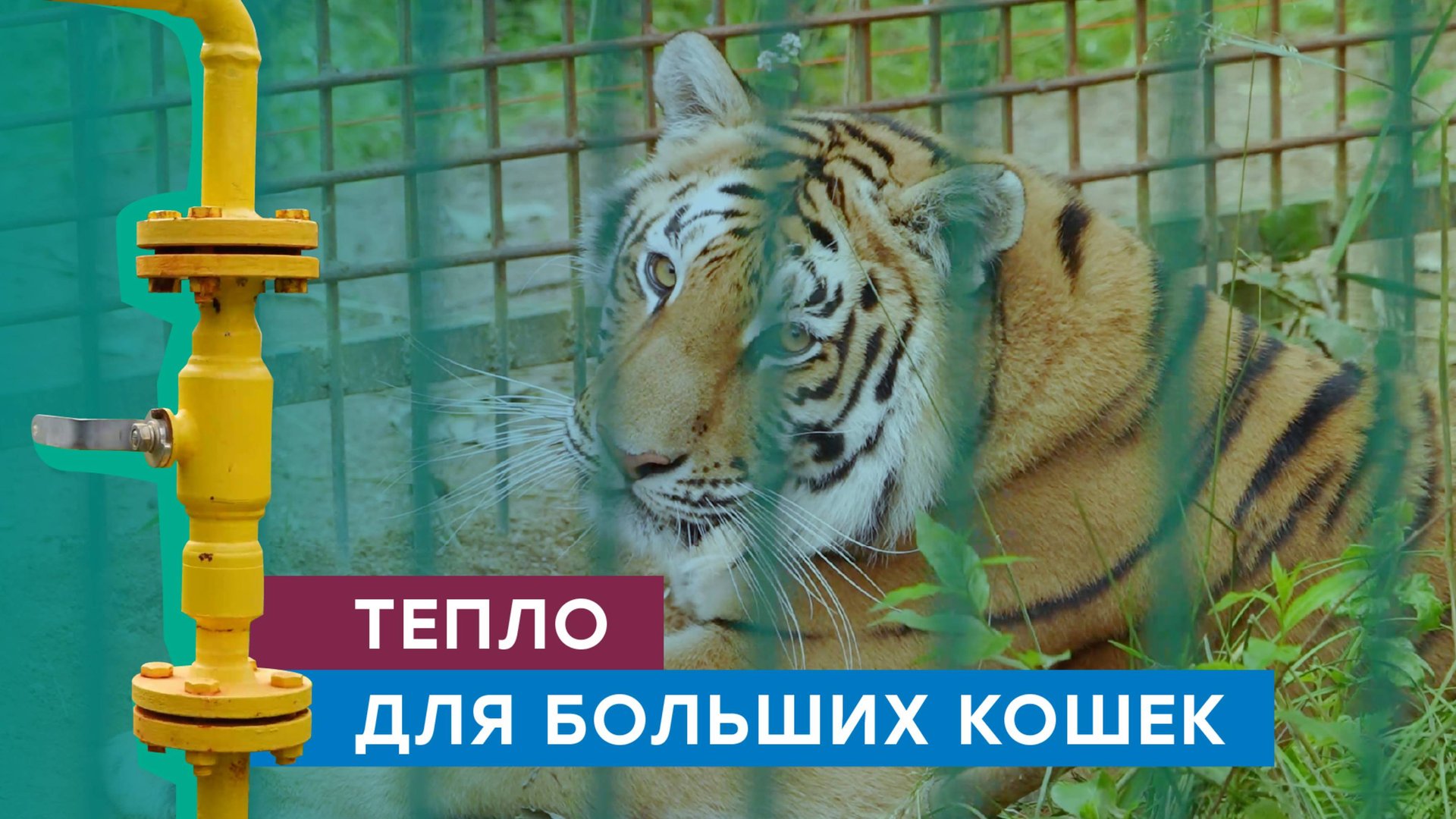 Уникальный объект – «Дом тигра» – подключили к природному газу в Ленинградской области смотреть онлайн