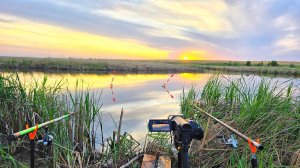 Закинул удочку в камышах и началось! Душевная рыбалка на карася! Карась на поплавок