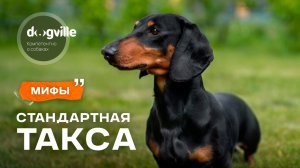 Мифы о породе Стандартная такса — с заводчиком