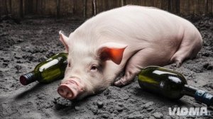 Пьяная бабушка - мошенница предлагает купить ястреба 🧙🍻🥂🥃🍺🍹