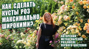 РОЗЫ. ОБРЕЗКА РОЗ ПОСЛЕ ЦВЕТЕНИЯ. КАК СДЕЛАТЬ КУСТЫ РОЗ ШИРОКИМИ? РОЗЫ В САДУ ОБРЕЗКА ВСЕХ ГРУПП РОЗ