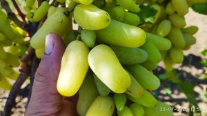 Виноград Алинка. Жадность виноградаря сгубила