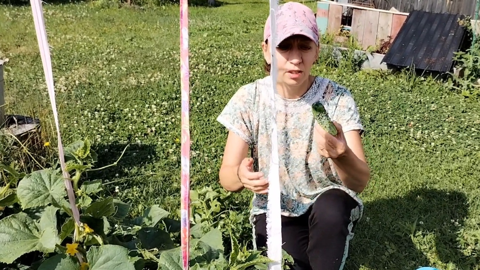 Утренний променад по огороду. Крайний сбор лесных ягод в 2025 году. 19-07-2025 смотреть онлайн