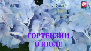 ГОРТЕНЗИИ  В ИЮЛЕ