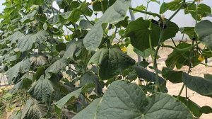 Огурец Северин и Мадрилене, конец первого оборота, июль 2025г.