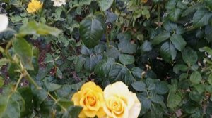 video_2025-07-22_20-30-15 (5)