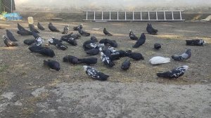 💎ГОЛУБИ РОССИИ 💎 📞+79494406619