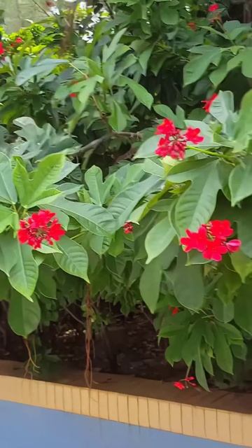 В парке Горького Нячанг смотреть онлайн