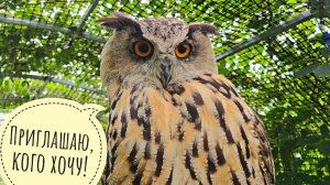 Птички в гостях у совы Ёлки. Зарастаем травой - дожди молодцы!