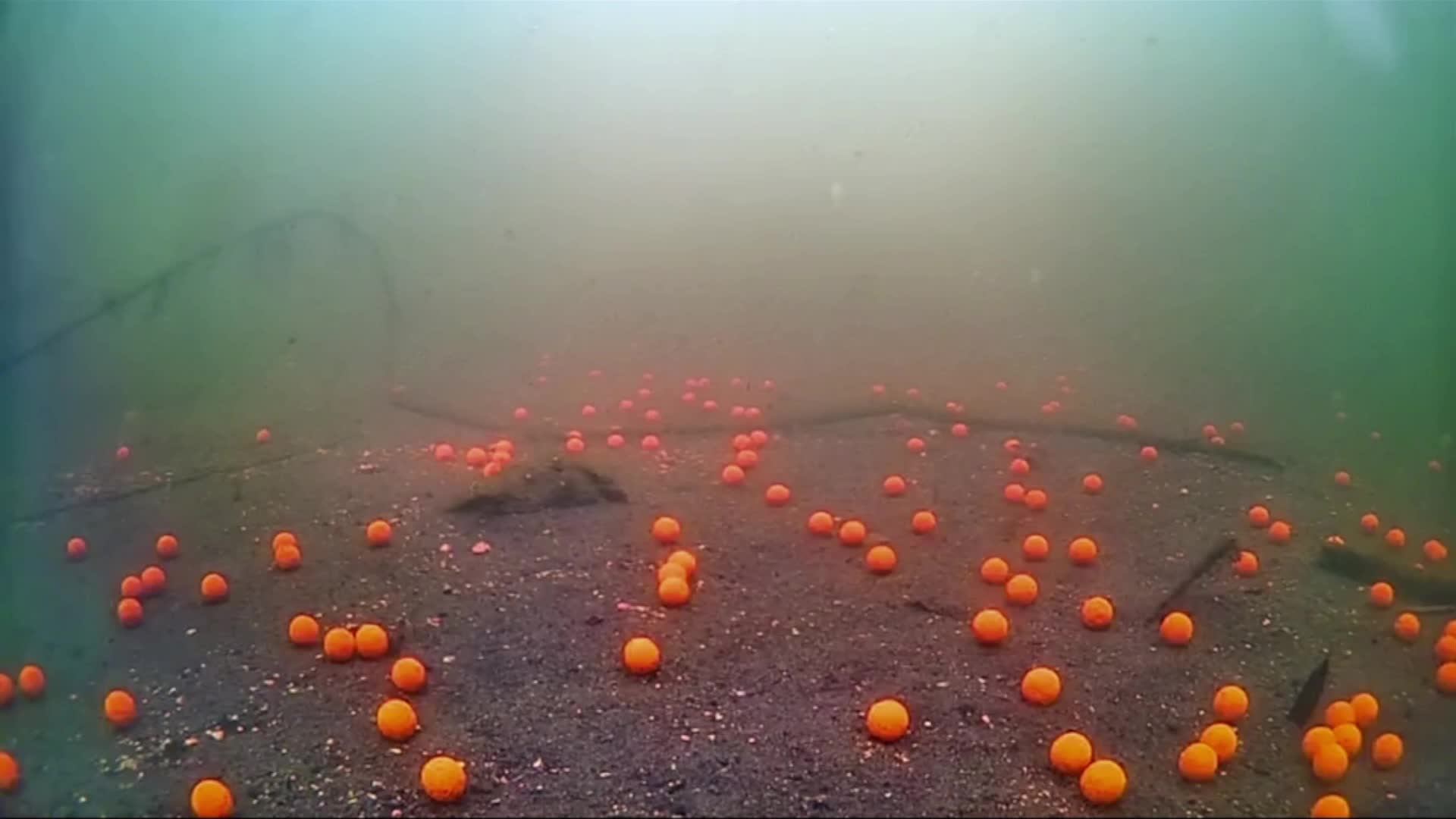 carp смотреть онлайн