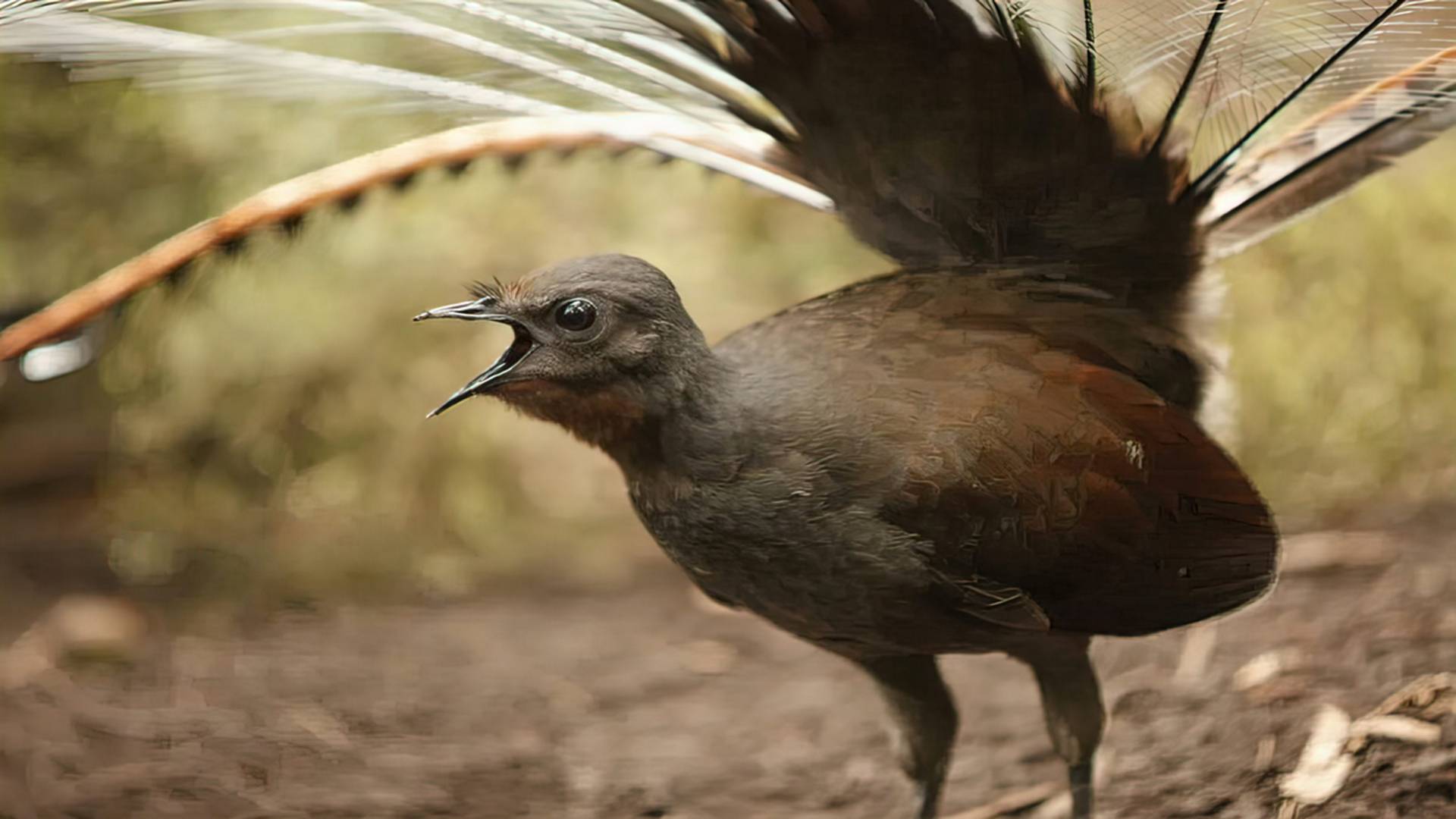Лирохвост. Птица- диктофон, мастер звуковых иллюзий природы!