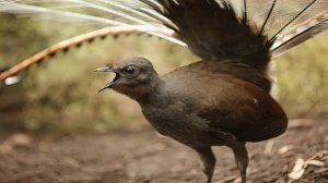 Лирохвост. Птица- диктофон, мастер звуковых иллюзий природы!