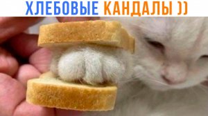 ГЛУПЫЕ ХЛЕБОВЫЕ КАНДАЛЫ ))) Приколы с котами | Мемозг 1638