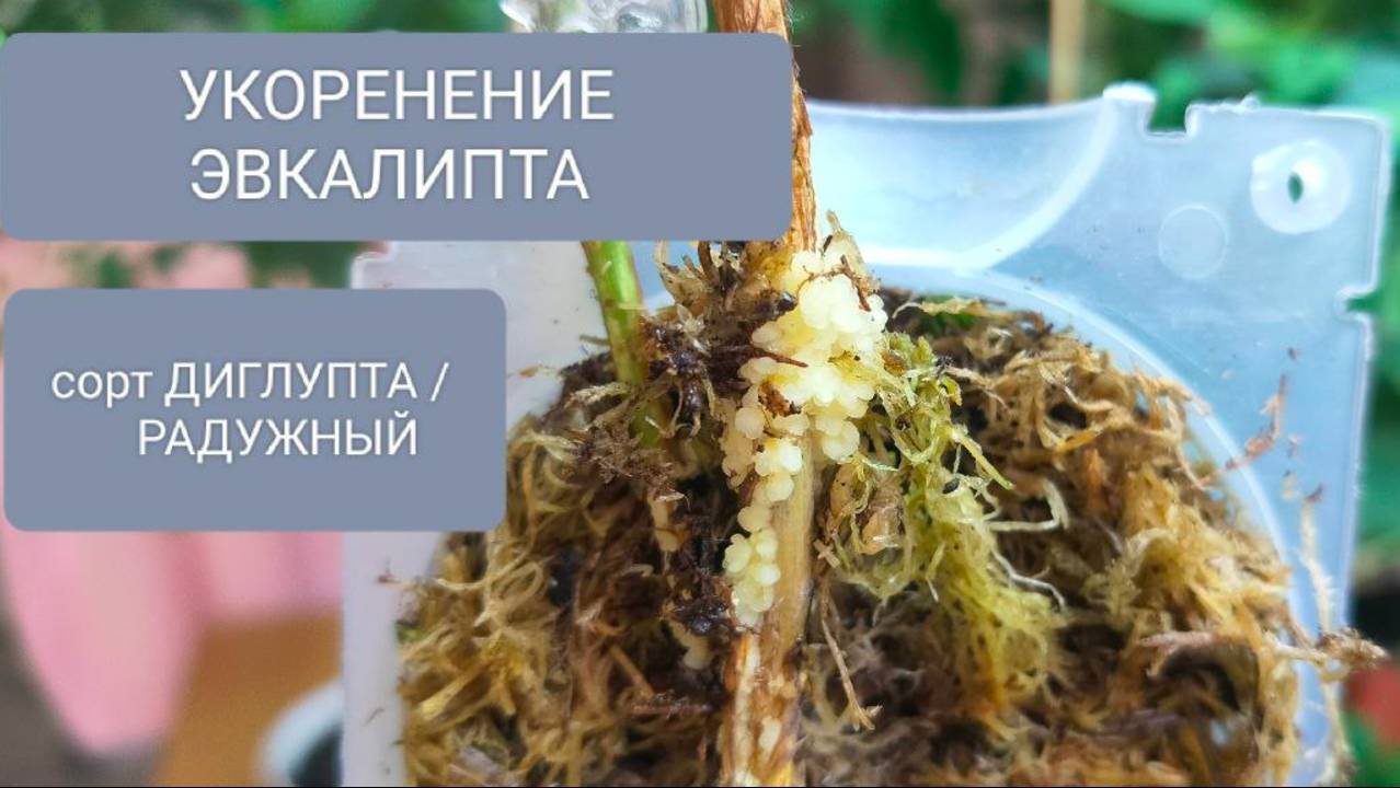 🟤🟢УКОРЕНЕНИЕ ЭВКАЛИПТА ОТВОДОМ СОРТ ДИГЛУПТА / РАДУЖНЫЙ #эвкалипт смотреть онлайн