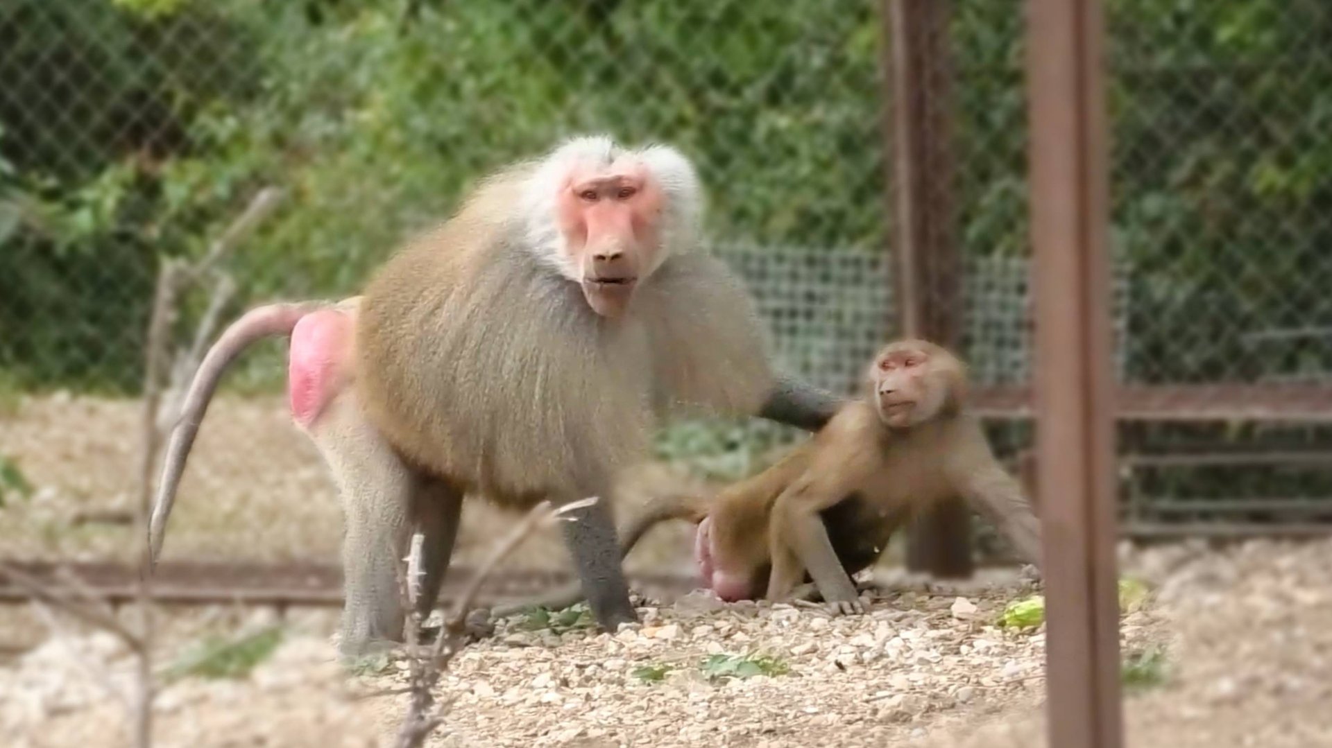 Дед в ярости ну очень харизматичный! Копает ямы своим врагам! Еще и Габриэлла его на нас травит! смотреть онлайн