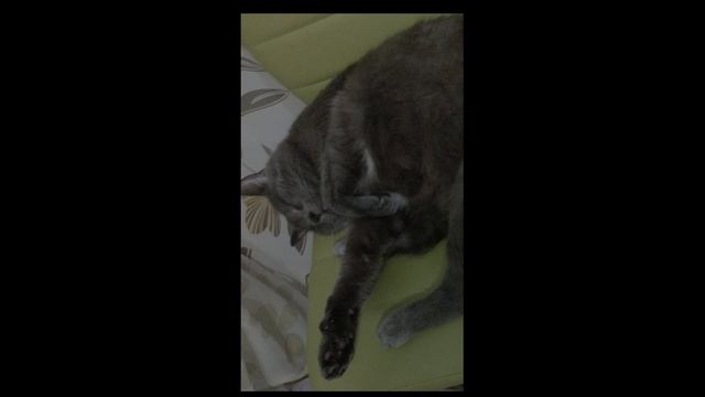 котшир.mp4 смотреть онлайн