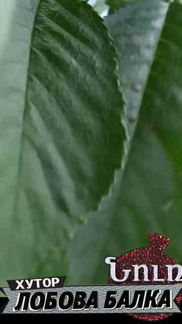 Армянский хутор России - Лобова Балка смотреть онлайн