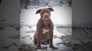 Покойся с миром Халк и Буля🐾🌈