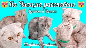 😻На Чили ,на расслабоне 😻/Друзья,ко всем зайдём обязательно!Нам отключают интернет опять надолго🤬