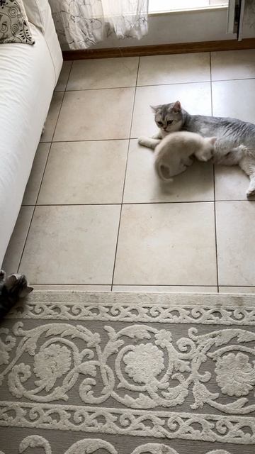 Котята играют на диване.