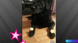 Собака любит  яйца.