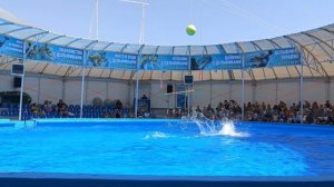 Представление в Феодосийском Дельфинарии. 22.07.2025