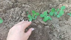 Выращиваю сладкий горошек - показываю правильный уход и защиту от болезней