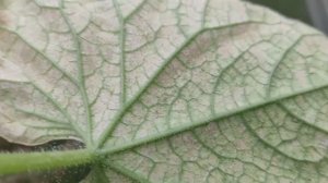 ПАУТИННЫЙ КЛЕЩ НА ОГУРЦАХ. КАК ЕГО УНИЧТОЖИТЬ? ЧЕМ  ОБРАБОТАТЬ ОГУРЦЫ? #акарициды #паутинныйклещ