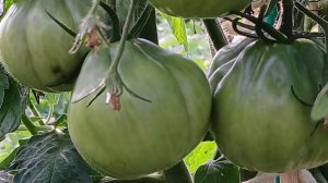 Обзор дачи, томат и даже арбуз 🍉👍#дача #обзор