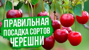 Главное правило посадки черешни для большого урожая!