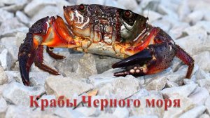 ОБИТАТЕЛИ ЧЕРНОГО МОРЯ: Крабы Черного моря