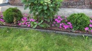 Обзор петуний в июле 2025г