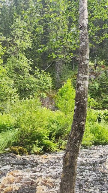 Навигатор не туда. Белые мосты, ч1