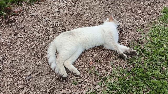 TECNO POVA 7 Neo 1080p, 60 к/с, статичное положение с рук