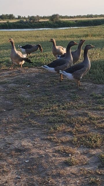 И дорогу важно переходят гуси. смотреть онлайн