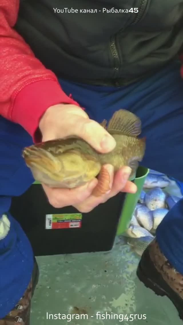 Огромный ротан на мормышку Зимняя рыбалка со льда #shorts смотреть онлайн