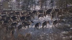 Якутия. Жизнь есть. Документальный фильм