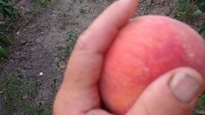 персик Коллинз