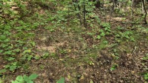 Огурцы закатываю на зиму/остановились посмотреть грибы/ заказ 100 яиц