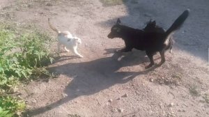 Пёс 4 сезон 1 серия погоня за кошкой