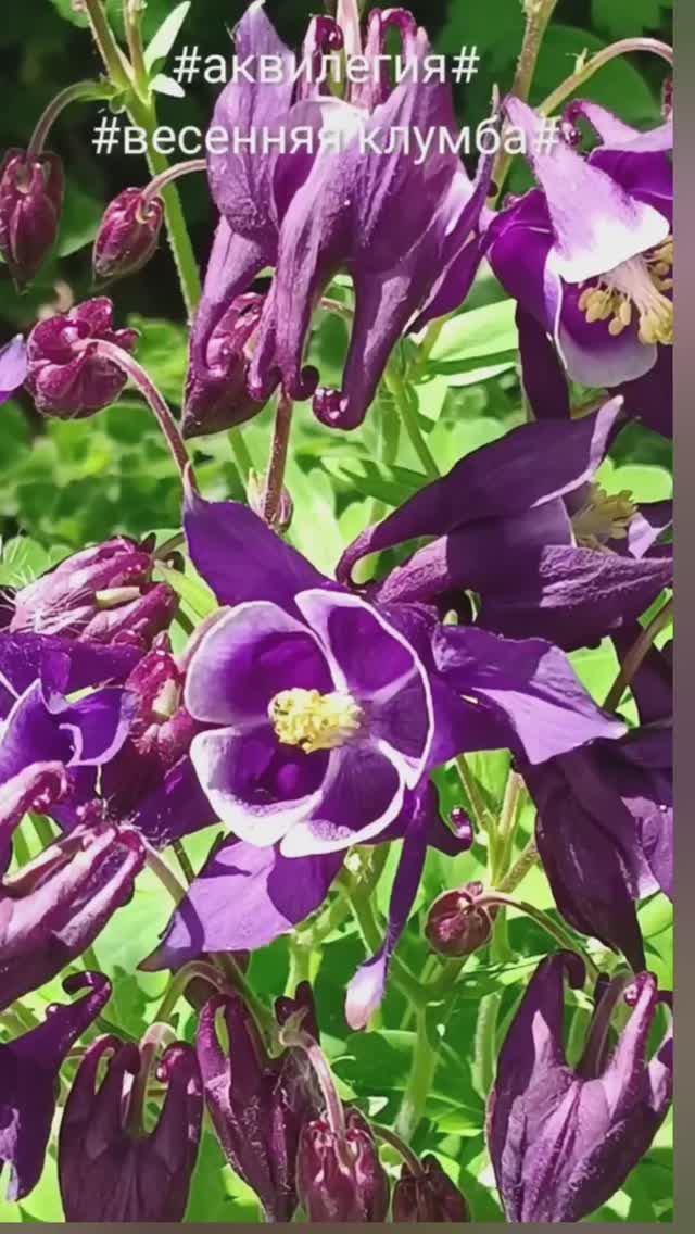 ВЕСЕННЯЯ КЛУМБА ДЛЯ 