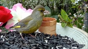 Зеленушки на моей кормушке (09.05.2025 года)