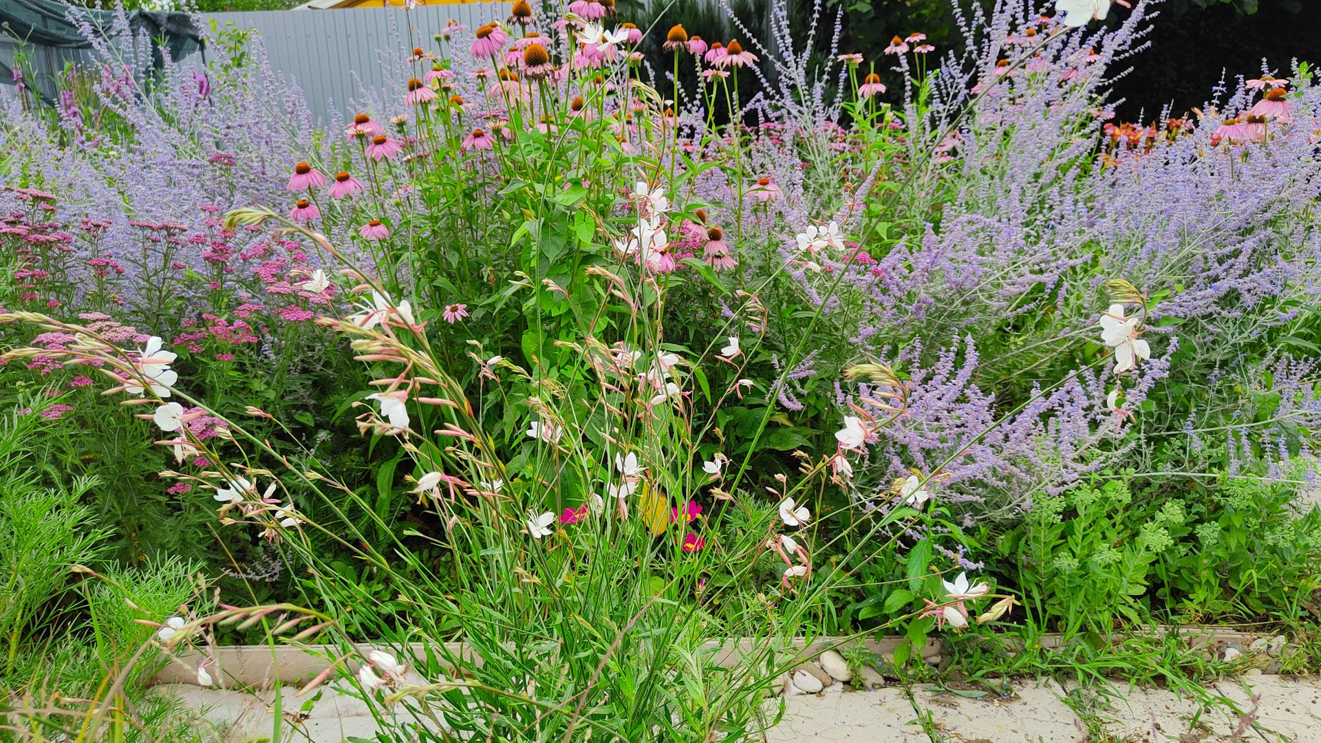 Белая гаура - порхающие бабочки в саду. 21.07.2025 г. Пятигорск, #сезонконтентаRUTUBE смотреть онлайн