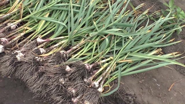 Уборка озимого чеснока